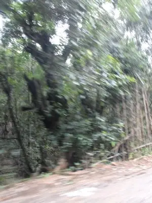 forest theme