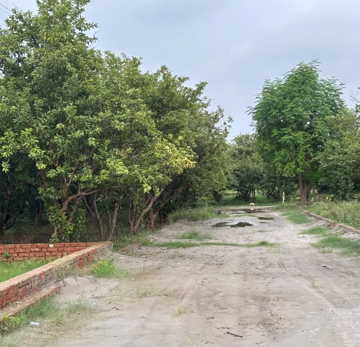 Plot at gohaniya