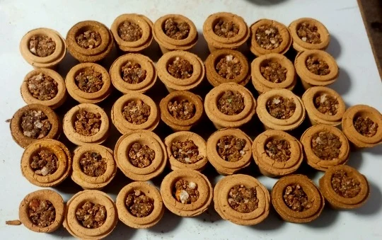 Sambhrani